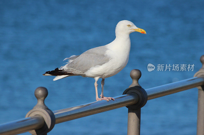 鲱鱼鸥/海鸥栖息在海边的栏杆上的海滩图片